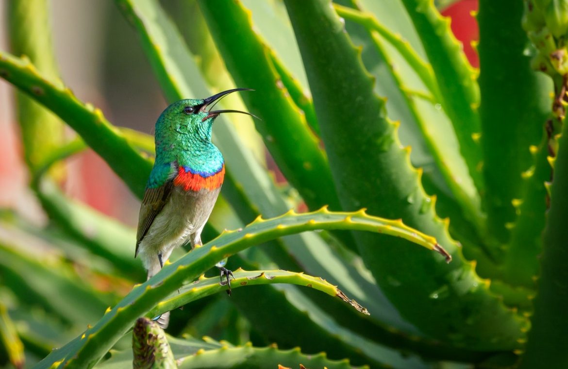 aloe vera