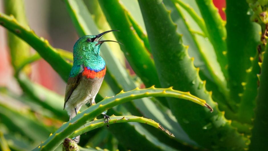 Aloe vera: Must-have în îngrijirea personală