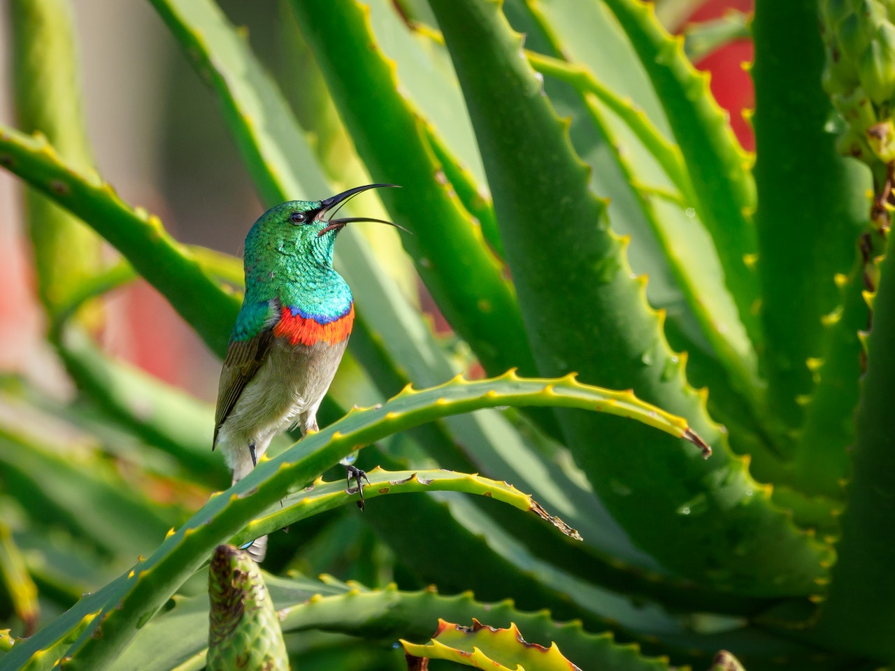 aloe vera