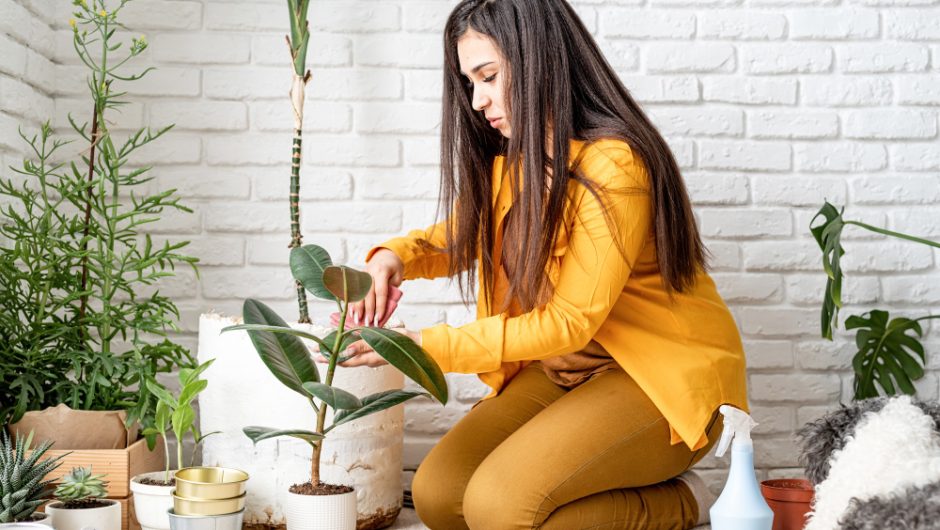 Cum să-ți decorezi casa cu plante de interior